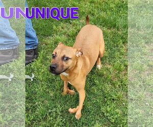 American Pit Bull Terrier-Unknown Mix Dogs for adoption in Seaford, DE, USA