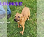 Small Photo #1 American Pit Bull Terrier-Unknown Mix Puppy For Sale in Seaford, DE, USA