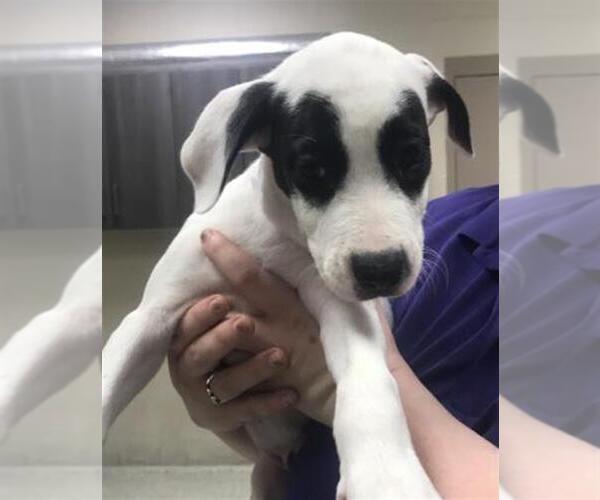 Medium Photo #1 Labrador Retriever Puppy For Sale in Conroe, TX, USA