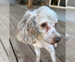 Small #2 Poodle (Miniature)