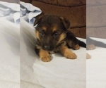 Small Photo #3 German Shepherd Dog Puppy For Sale in TORONTO, OH, USA