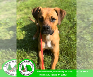 Boxador Dogs for adoption in Stroudsburg, PA, USA