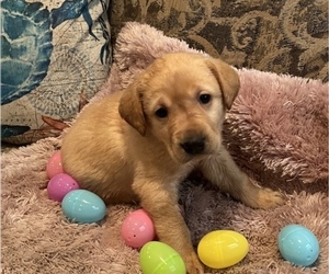 Labrador Retriever Puppy for sale in OCALA, FL, USA