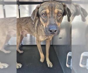 Black Mouth Cur-Unknown Mix Dogs for adoption in San Antonio, TX, USA