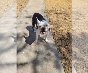 Dorothy - Female Boston Terrier Dog for Adoption - Photo #2