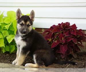German Shepherd Dog-Siberian Husky Mix Puppy for sale in FREDERICKSBG, OH, USA
