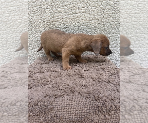 Medium Photo #5 Chiweenie-Jack Russell Terrier Mix Puppy For Sale in SAINT AUGUSTINE, FL, USA