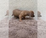 Small Photo #5 Chiweenie-Jack Russell Terrier Mix Puppy For Sale in SAINT AUGUSTINE, FL, USA