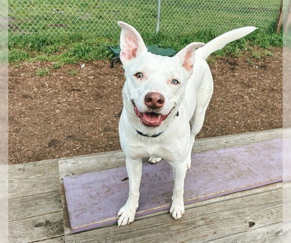 Medium Photo #2 Mutt Puppy For Sale in McKinleyville, CA, USA