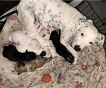 Small Photo #2 Dalmatian-Labrador Retriever Mix Puppy For Sale in San Antonio, TX, USA