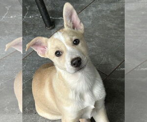 Labrador Retriever-Unknown Mix Dogs for adoption in Rockaway, NJ, USA