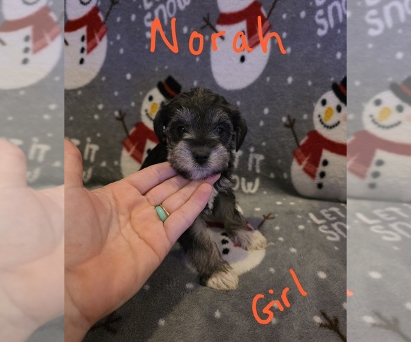 Medium Photo #24 Chizer Puppy For Sale in MONTEZUMA, GA, USA