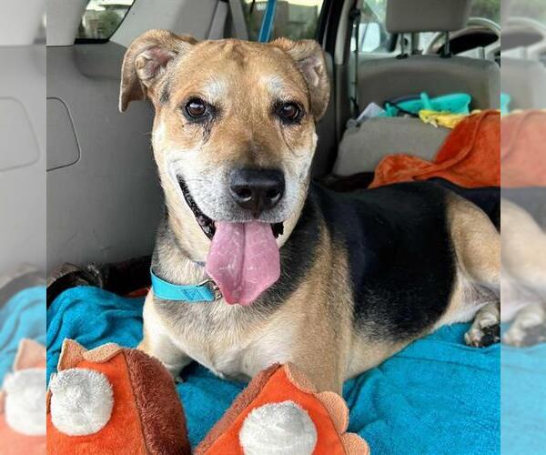 Medium Photo #1 German Shepherd Dog-Unknown Mix Puppy For Sale in Las Vegas, NV, USA