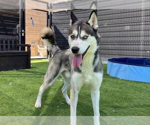 Siberian Husky Dogs for adoption in Orange, CA, USA