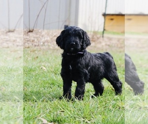 Goldendoodle Puppy for sale in TAYLORVILLE, IL, USA