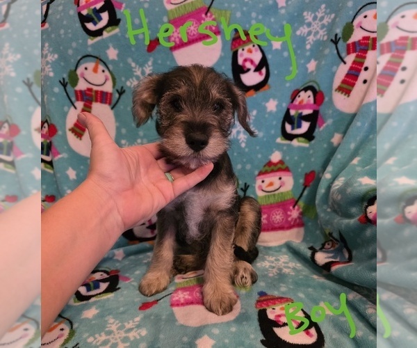 Medium Photo #20 Chizer Puppy For Sale in MONTEZUMA, GA, USA