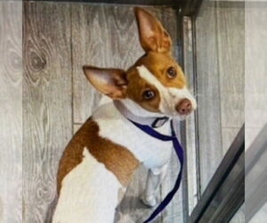 Chihuahua-Unknown Mix Dogs for adoption in Canton, CT, USA