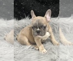 Small Photo #11 French Bulldog Puppy For Sale in WEST COLUMBIA, SC, USA