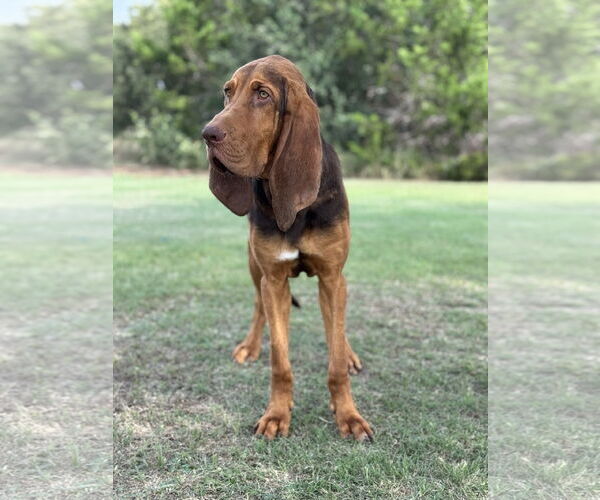 Medium Photo #4 Bloodhound Puppy For Sale in PIPE CREEK, TX, USA