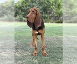 Small #3 Bloodhound