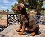 Puppy Dare Devil Doberman Pinscher