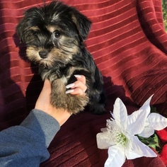 Havashire Puppy for sale in HOUSTON, TX, USA