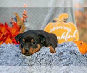 Medium Rottweiler