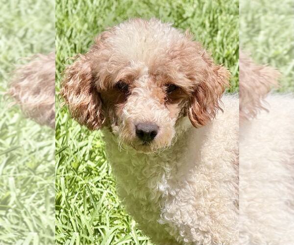 Medium Photo #2 Poodle (Miniature) Puppy For Sale in Lee's Summit, MO, USA