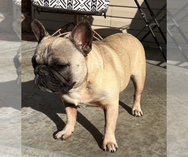 Medium Photo #3 French Bulldog Puppy For Sale in BOLIVAR, MO, USA