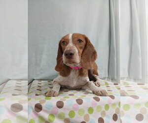 Beagle Dogs for adoption in Murfreesboro, NC, USA