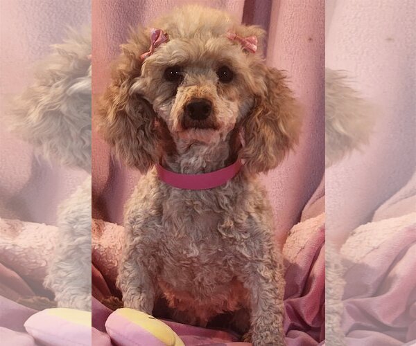 Medium Photo #1 Poodle (Miniature) Puppy For Sale in Bon Carbo, CO, USA
