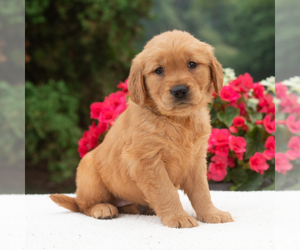 Golden Retriever Puppy for sale in NEWPORT, PA, USA