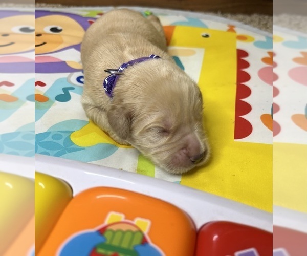Medium Photo #1 Golden Retriever Puppy For Sale in NEOLA, WV, USA
