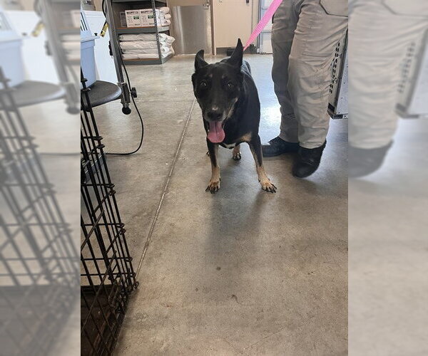 Medium Photo #1 German Shepherd Dog-Unknown Mix Puppy For Sale in Pearland, TX, USA