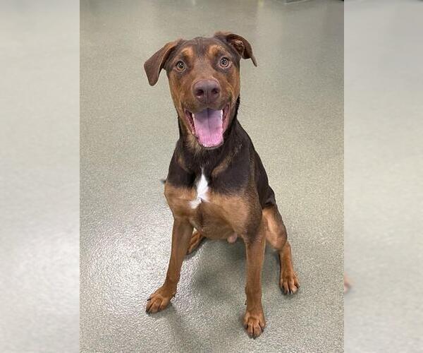 Medium Photo #3 Doberman Pinscher-Unknown Mix Puppy For Sale in Lee's Summit, MO, USA