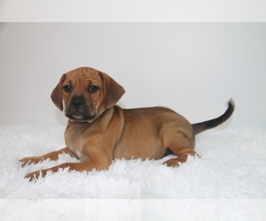 Puggle Puppy for sale in PINE GROVE, PA, USA