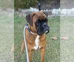 Small Photo #1 Boxer Puppy For Sale in CHESTERFIELD, VA, USA