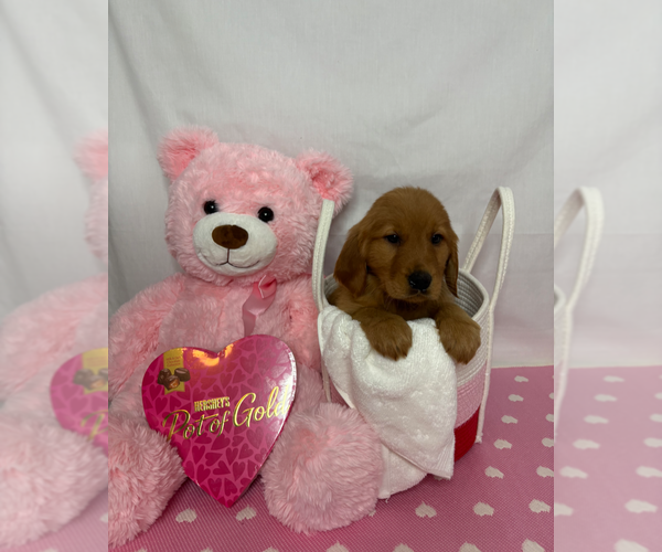 Medium Photo #2 Golden Retriever Puppy For Sale in ORLANDO, FL, USA