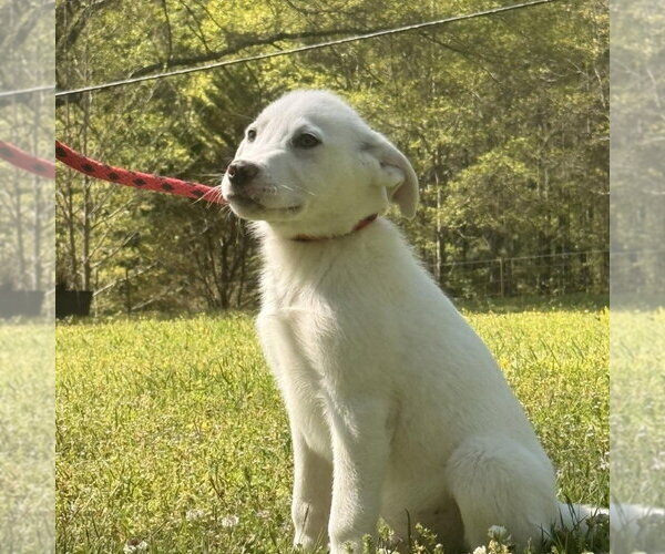 Medium Photo #4 Great Pyrenees Puppy For Sale in Yardley, PA, USA