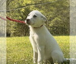 Small #3 Great Pyrenees