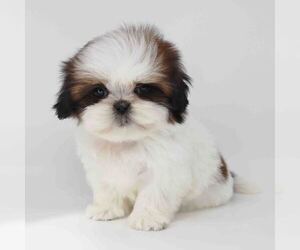 Shih Tzu Puppy for sale in LOS ANGELES, CA, USA