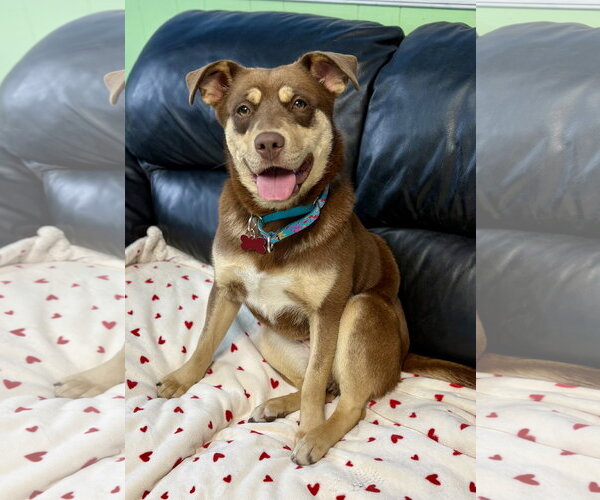 Medium Photo #4 Australian Shepherd-Unknown Mix Puppy For Sale in Spring Lake, NJ, USA