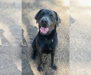 Mutt Dogs for adoption in Clarkesville, GA, USA