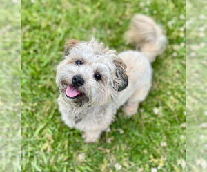 Bichon Frise-Unknown Mix Dogs for adoption in Greensboro, NC, USA