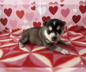 Alaskan Klee Kai Puppy for sale in WILLIAMSBURG, OH, USA