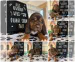 Small Bloodhound