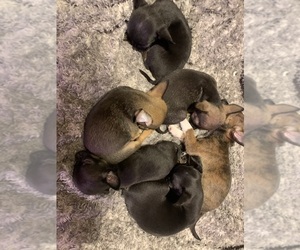 Chihuahua Puppy for sale in CORNING, NY, USA