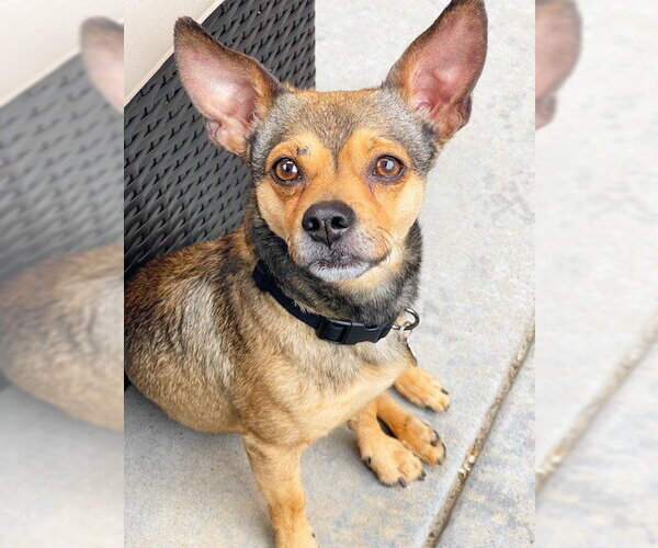 Medium Photo #1 Chihuahua-Unknown Mix Puppy For Sale in Aurora, CO, USA