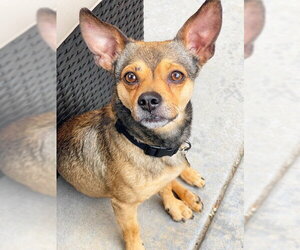 Chihuahua-Unknown Mix Dogs for adoption in Aurora, CO, USA