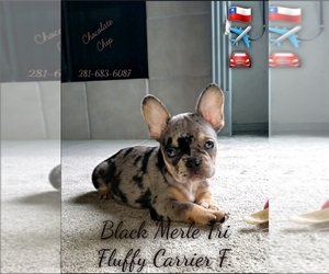 French Bulldog Puppy for sale in DICKINSON, TX, USA